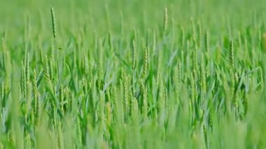 Yeşil buğday tarlası. Yüksek kalite 4k görüntü