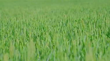 Yeşil buğday tarlası. Yüksek kalite 4k görüntü
