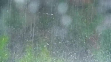 Şiddetli yağmur ormanın arka planına vuruyor. Yüksek kalite 4k görüntü