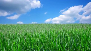 Yeşil mısır tarlası. Yüksek kalite 4k görüntü