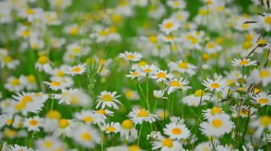 Güneşli bir günde papatya çiçeği. Yüksek kalite 4k görüntü