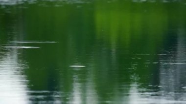 Yağmur damlaları su yüzeyine düşer. Yüksek kalite 4k görüntü