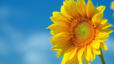 Bulutlu mavi gökyüzünün arka planına karşı ayçiçeği. Yüksek kalite 4k görüntü