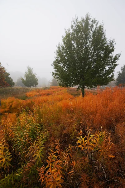 Podzimní Listí Mlha Parku Muzeu Umění Raleigh — Stock fotografie