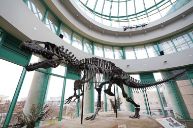 Raleigh, NC - USA - 12-20-2022: Dinosaur exhibit at the Museum of Natural Sciences ,  one of the most visited attractions in Raleigh