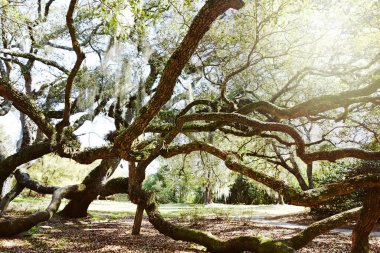 Airliie Gardens, Wilmington, Kuzey Carolina 'da İspanyol yosunlarıyla kaplı yaşlı bir ağaç.                               