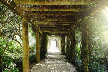 Trellis, Wilmington North Carolina 'daki Airlie Gardens' da eski sarmaşıklarla kaplıydı.                               