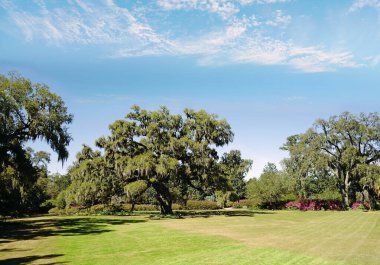 The Airlie Oak tree ,  a live oak estimated to be over 400 years old, in Wilmington , NC                                clipart