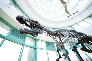 Raleigh, NC - ABD - 5-10-2023: Raleigh 'de en çok ziyaret edilen yerlerden biri olan Doğa Bilimleri Müzesi' nde dinozor sergisi