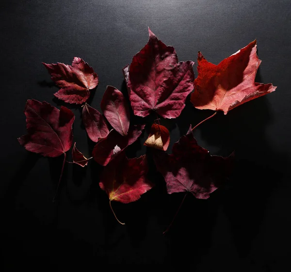 Αποξηραμένα Φύλλα Φθινοπώρου Σκούρο Φόντο Εικόνα Αρχείου