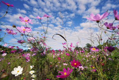 Kuzey Carolina Sanat Müzesi 'nde çiçek açan kır çiçekleri. 