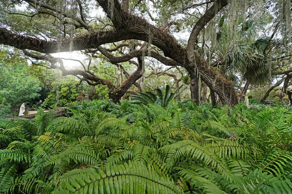 迈阿密具有历史意义的维兹卡亚博物馆 蕨类和西班牙苔藓覆盖了花园中的树木 图库图片