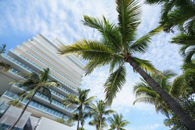 Miami Güney Sahili 'ndeki palmiye ağaçlarından mavi gökyüzüne bakıyorum. 