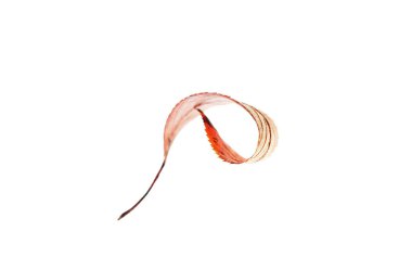 Kıvrımlı bir sonbahar yaprağının makrosu beyaza izole edilmiş, ön kenarı keskin.