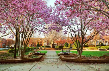 Capitol Park, Raleigh, NC 'de bahar ağaçları çiçek açtı.