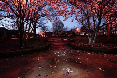 Spring trees in bloom in Capitol Park at night , downtown Raleigh clipart
