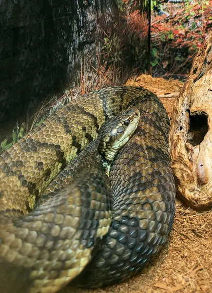 stock image A Cottonmouth, Agkistrodon piscivorous, aka Water Moccasin, on display at the NC Museum of Natural Sciences in Raleigh