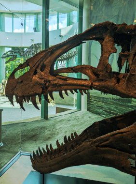 Raleigh, NC - ABD - 8-16-2024: Raleigh 'de en çok ziyaret edilen yerlerden biri olan Doğa Bilimleri Müzesi' ndeki dinozor sergisinde Akrokantozor Kafatası