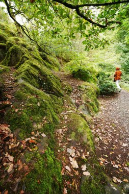 Picturesque hiking trail  and lush foliage in Eryri National Park ( Snowdonia ), Wales clipart