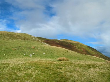 Batı Galler kıyısının yakınlarındaki pitoresk dağ yamacında koyun otlatılıyor.