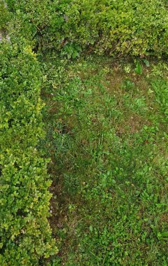 Yaygın bir kutu diğer adıyla Avrupa kutusu diğer adıyla boxwood ağacı bilimsel sınıflandırması Buxus sempervirens