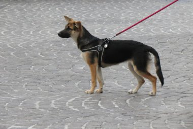 Evcil köpek bilimsel adı Canis lupus. Hayvan sınıfı memelilere aşina.