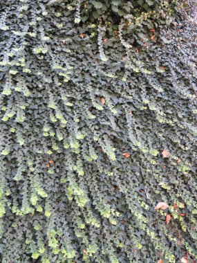 sarmaşık bilimsel adı Hedera bitki bir arka plan olarak kullanışlı