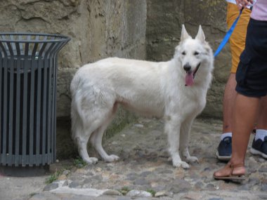 white domestic dog scientific name Canis lupus familiaris of animal class mammals