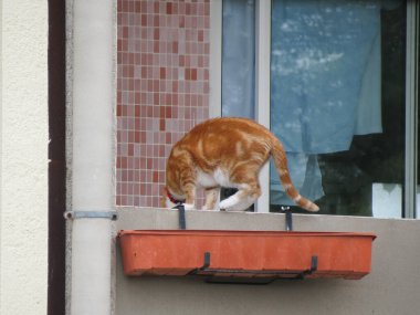 turuncu tekir kedi namı diğer ev kedisi bilimsel adı Felis catus