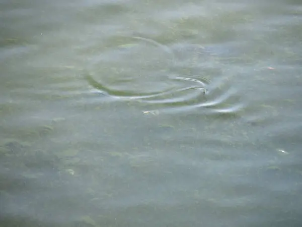 緑の水面を背景として役に立つ — ストック写真