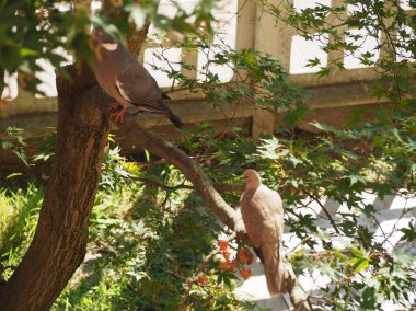 Avrasya yakalı güvercin ve ağaç teli üzerinde güvercin kuşları