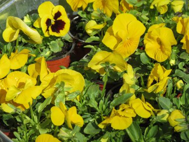 Çuha çiçeği bilimsel adı Primula vulgaris.