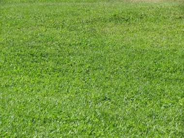 yeşil çimen yüzeyi arka plan olarak kullanışlı