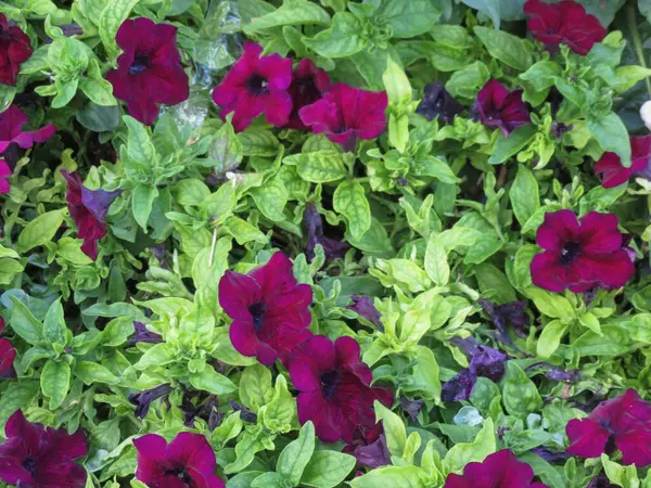 Primrose Purple Flower Scientific Name Primula Vulgaris — Stock Photo, Image