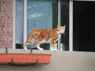 turuncu tekir kedi namı diğer ev kedisi bilimsel adı Felis catus
