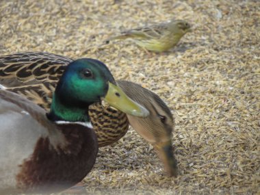 Yaban ördeği bilimsel adı Anas platyrhynchos. Hayvan sınıfından kuşlar. Erkek ve dişi.