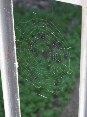 Yeşil arkaplan üzerine örümceğin ördüğü dairesel bir örümcek ağı