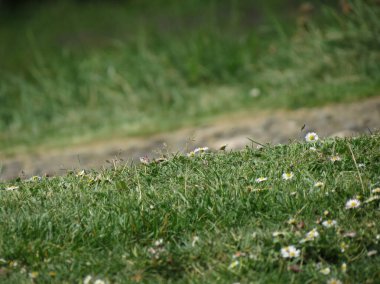 Papatya çiçekli yeşil çayır otlar arka plan olarak kullanışlıdır