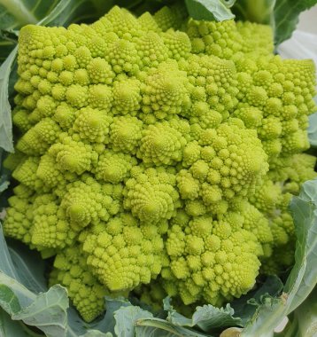 Romanesco brokoli bilimsel adı Brassica oleracea namı diğer Romanesk karnabahar veya Buzzy Broc vejetaryen yiyeceği