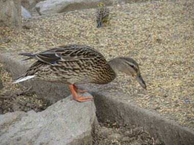 mallard aka wild duck scientific name Anas platyrhynchos of animal class birds - female clipart