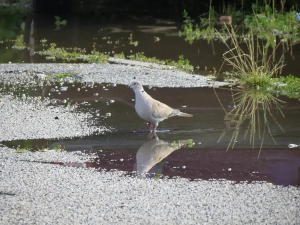 stock image eurasian collared dove scientific name Streptopelia decaocto of animal class birds