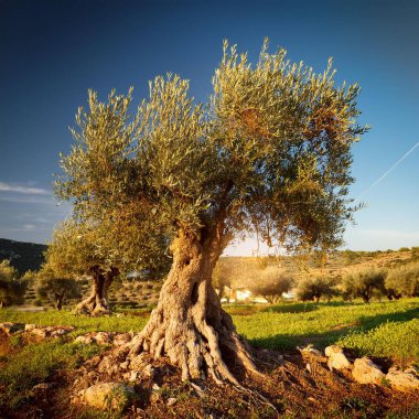 Zeytin ağacı bilimsel adı Olea europaea, yapay zeka tarafından oluşturulan görüntü