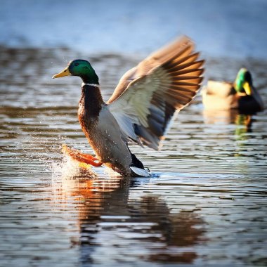 Yaban ördeği namı diğer vahşi ördek bilimsel adı Anas platyrhynchos hayvan sınıfı kuşların yapay zeka tarafından oluşturulan görüntü.