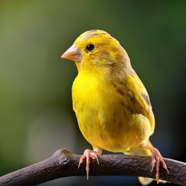 Yerel kanarya (Serinus canaria), yapay zeka tarafından oluşturulan resim