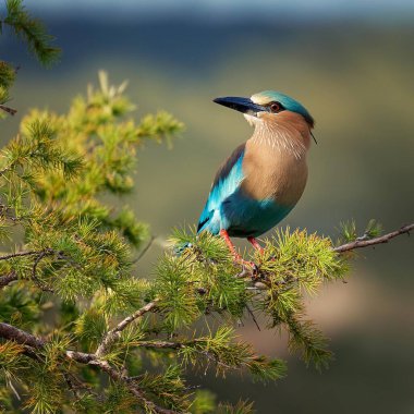 wildlife, inidentified bird on a tree, AI generated image clipart