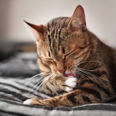 Yetişkin gri tekir kedi kendini ya da kendini temizliyor, yapay zeka görüntüsü yaratıyor.