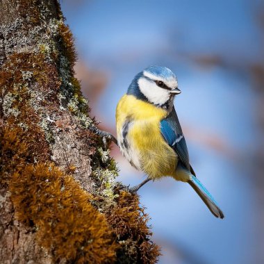 blue tit scientific name Cyanistes caeruleus of animal class birds clipart