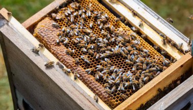 Bal arısı bilimsel sınıflandırması hayvan sınıfı böceklerin Hymenoptera 'sı, arı kovanı içinde yapay zeka imgesi oluşturdu.