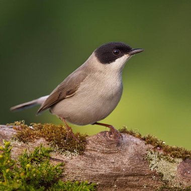 Eurasian blackcap (Sylvia atricapilla), AI generated image clipart