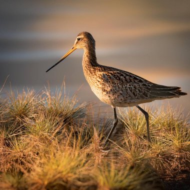 Long billed dowitcher scientific name Limnodromus scolopaceus bird, AI generated image clipart